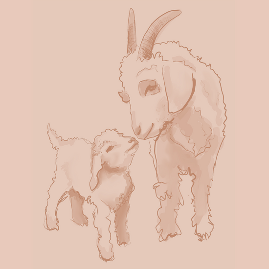 Illustration of Saanen, Angora, African Pygmy Our beautiful pictures are  available as Framed Prints, Photos, Wall Art and Photo Gifts